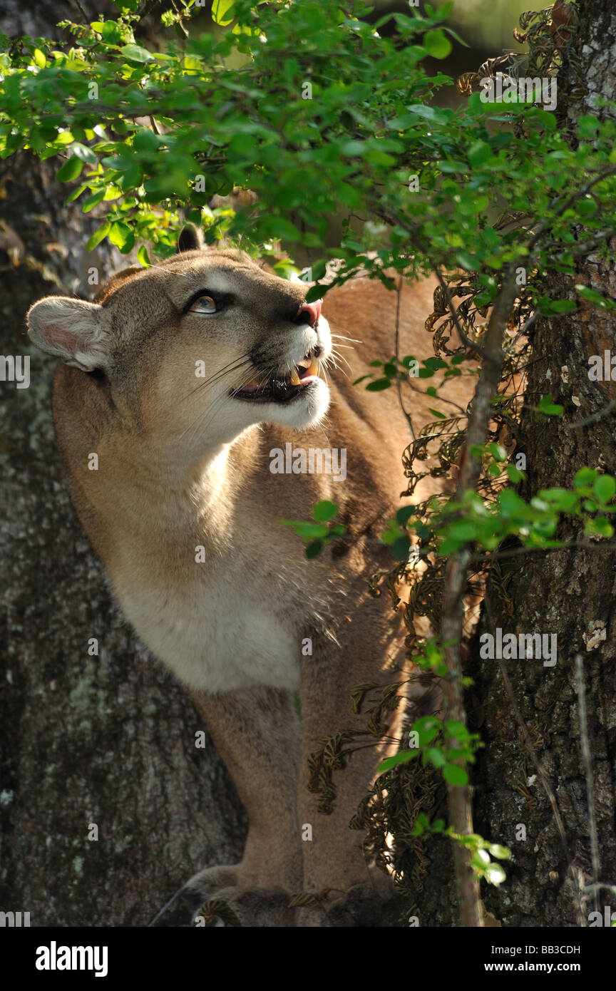 Florida panther Puma concolor coryi captif en Floride Banque D'Images