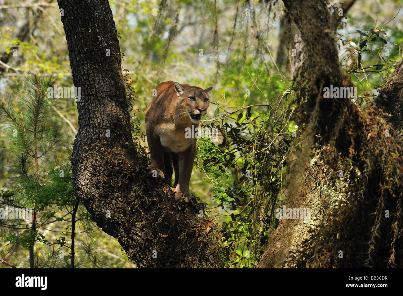 Florida panther Puma concolor coryi captif en Floride Banque D'Images