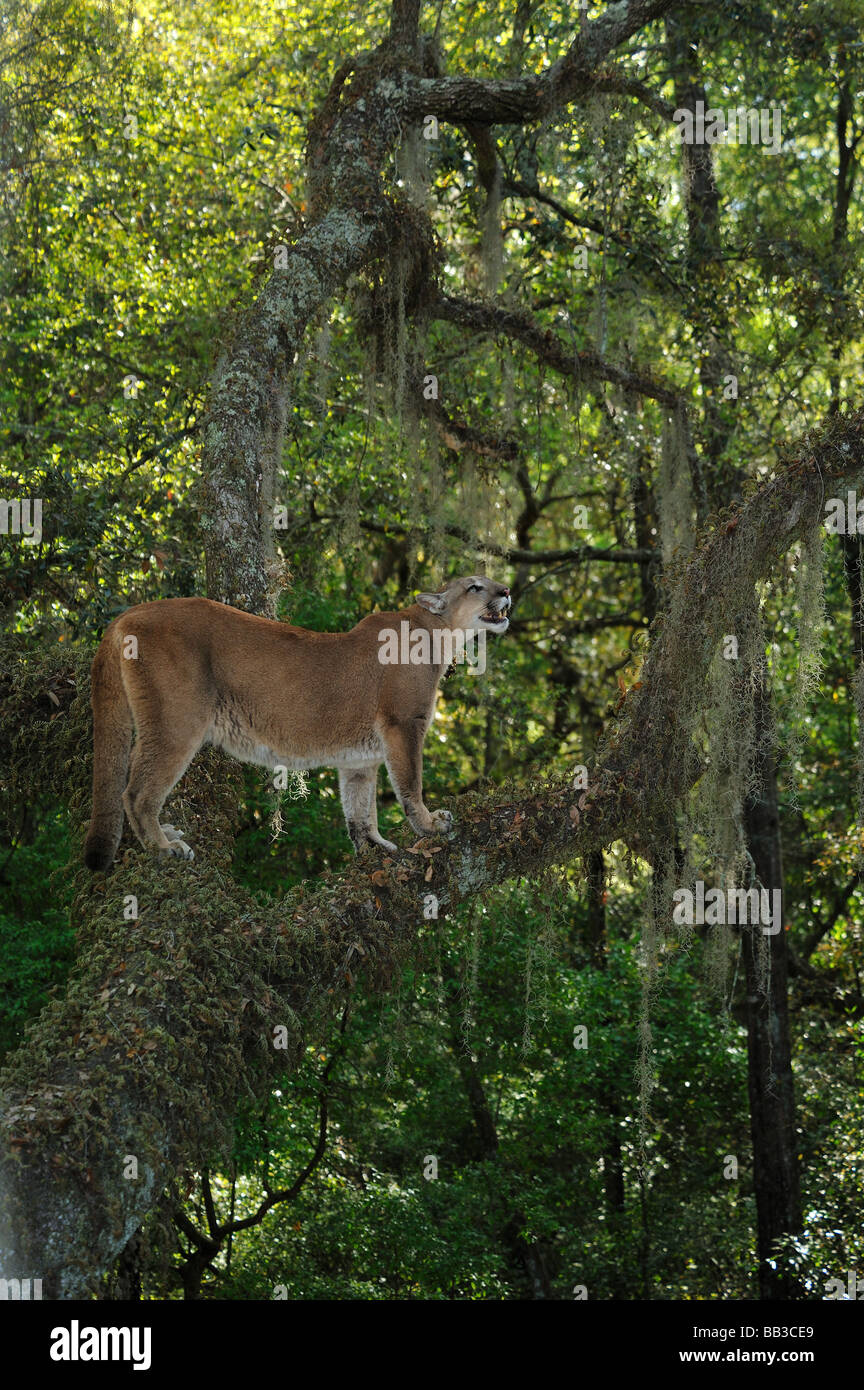 Florida panther Puma concolor coryi captif en Floride Banque D'Images
