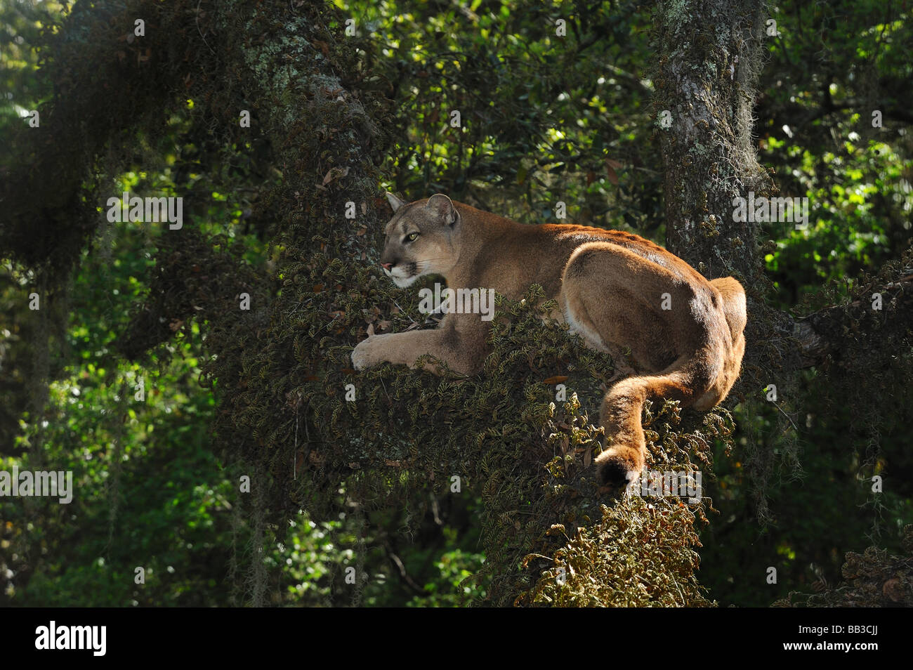 Florida panther Puma concolor coryi captif en Floride Banque D'Images