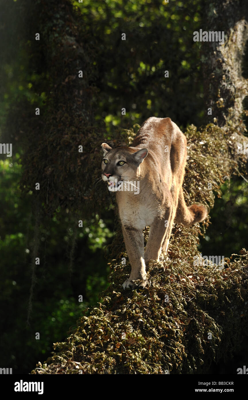 Florida panther Puma concolor coryi captif en Floride Banque D'Images