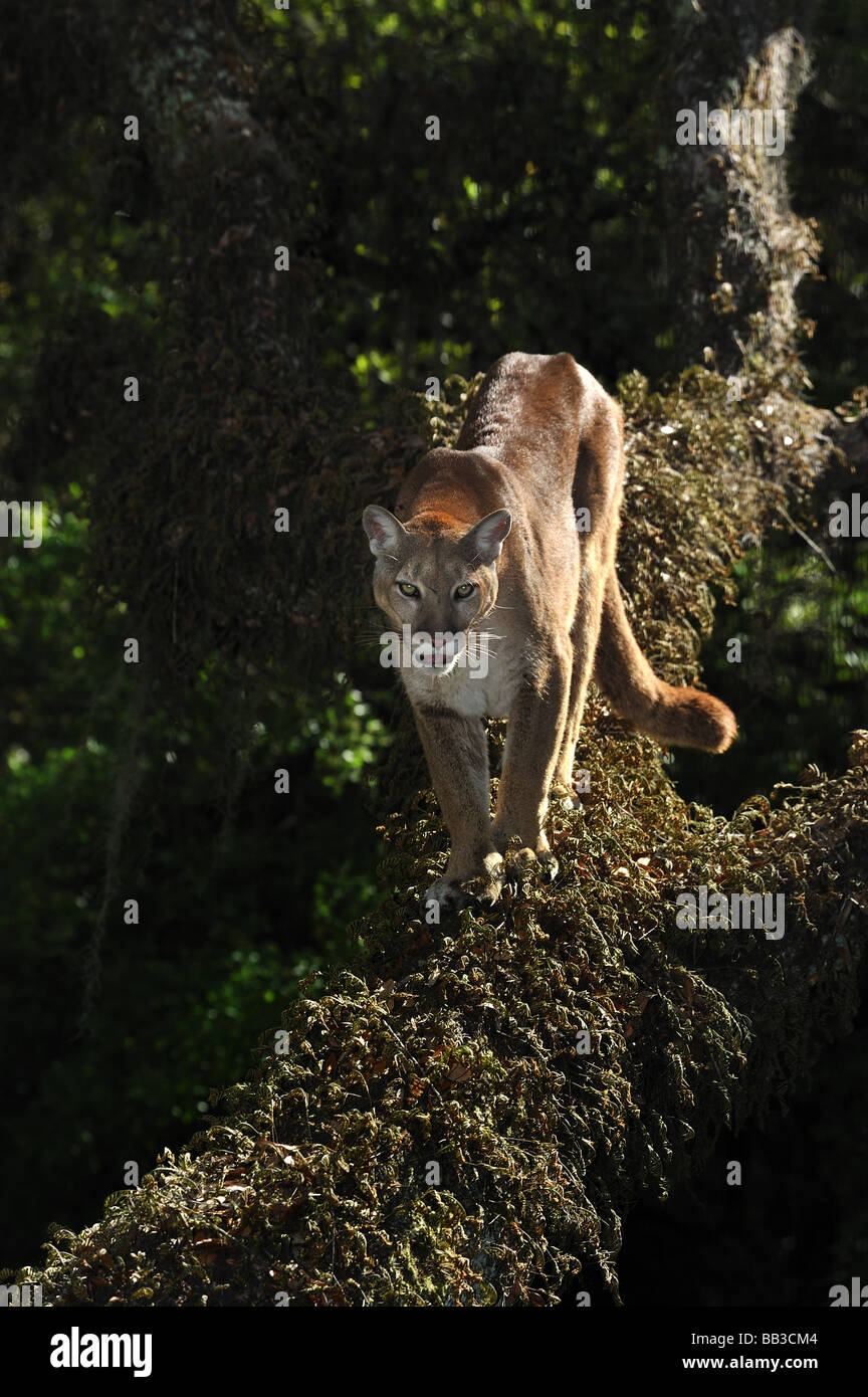 Florida panther Puma concolor coryi captif en Floride Banque D'Images