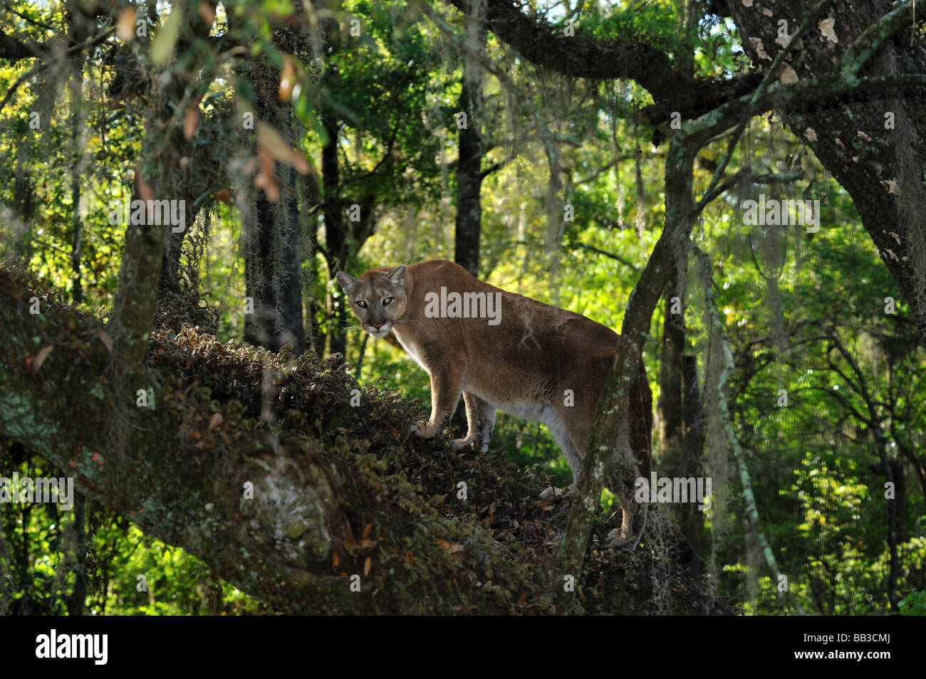 Florida panther Puma concolor coryi captif en Floride Banque D'Images