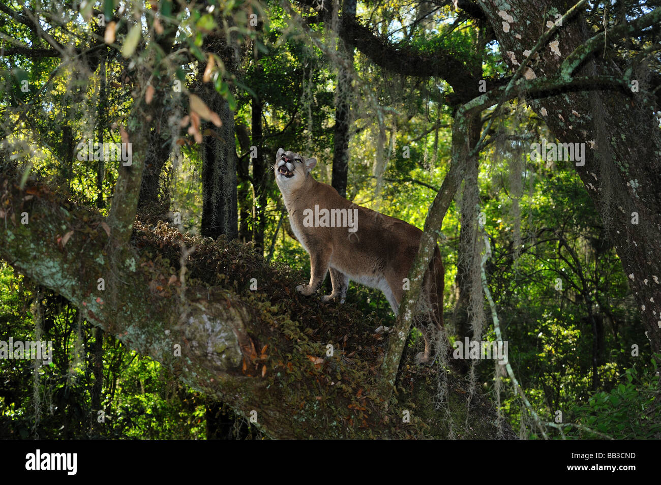 Florida panther Puma concolor coryi captif en Floride Banque D'Images