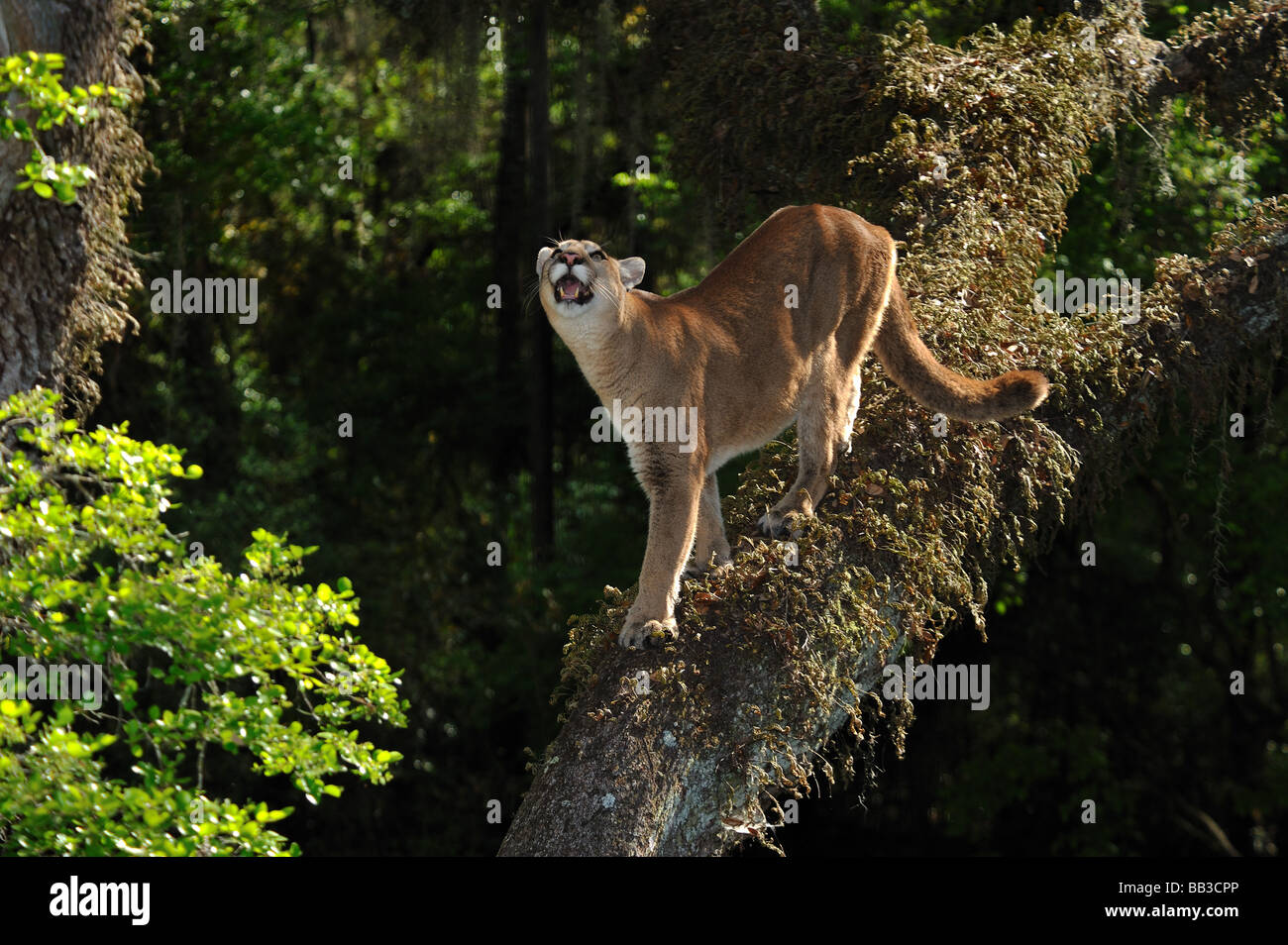 Florida panther Puma concolor coryi captif en Floride Banque D'Images
