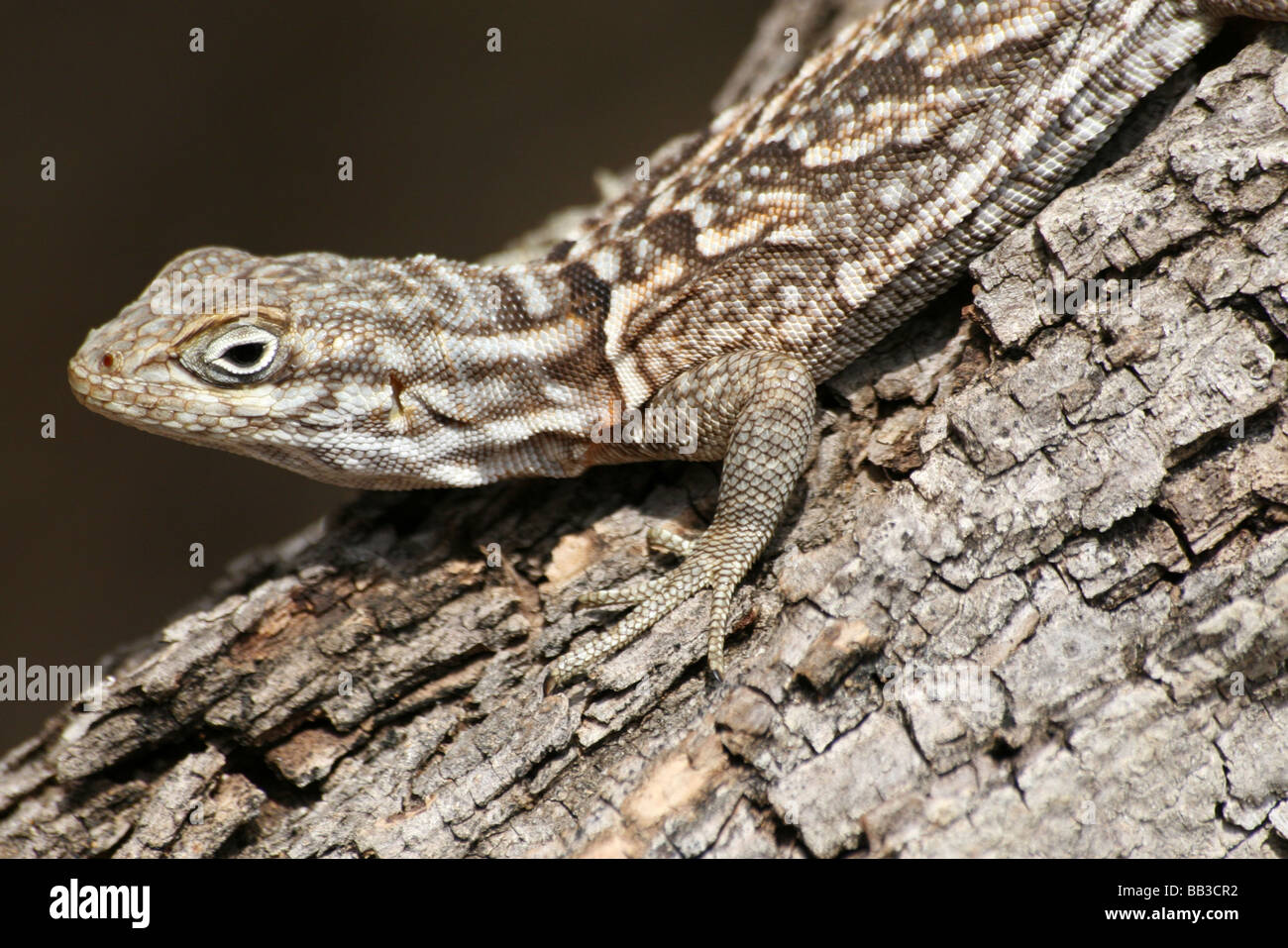 L'Iguane de Madagascar Oplurus cuvieri accroché à l'arbre dans la Forêt épineuse, Ifaty, Madagascar Banque D'Images
