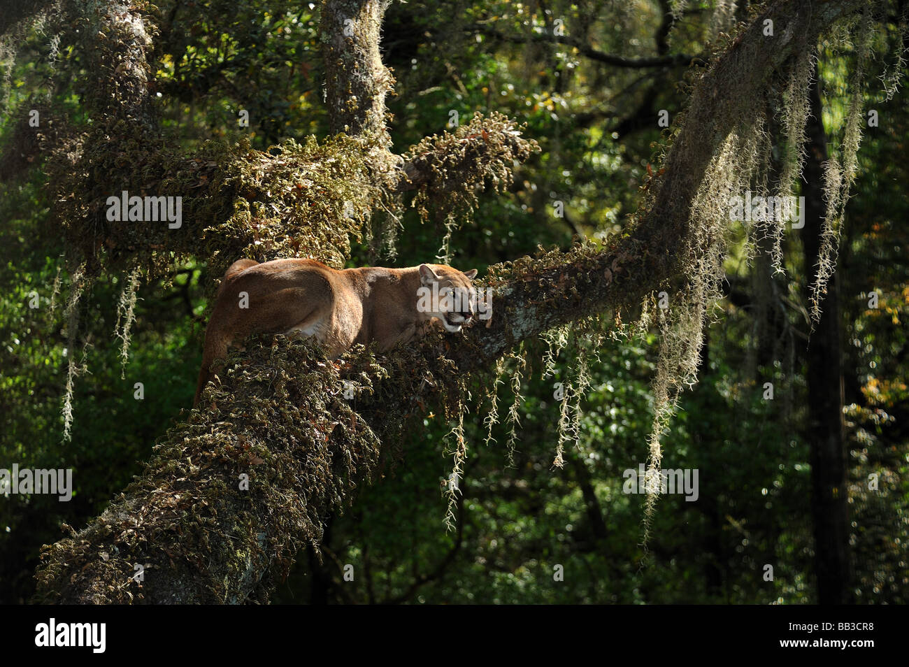 Florida panther Puma concolor coryi captif en Floride Banque D'Images