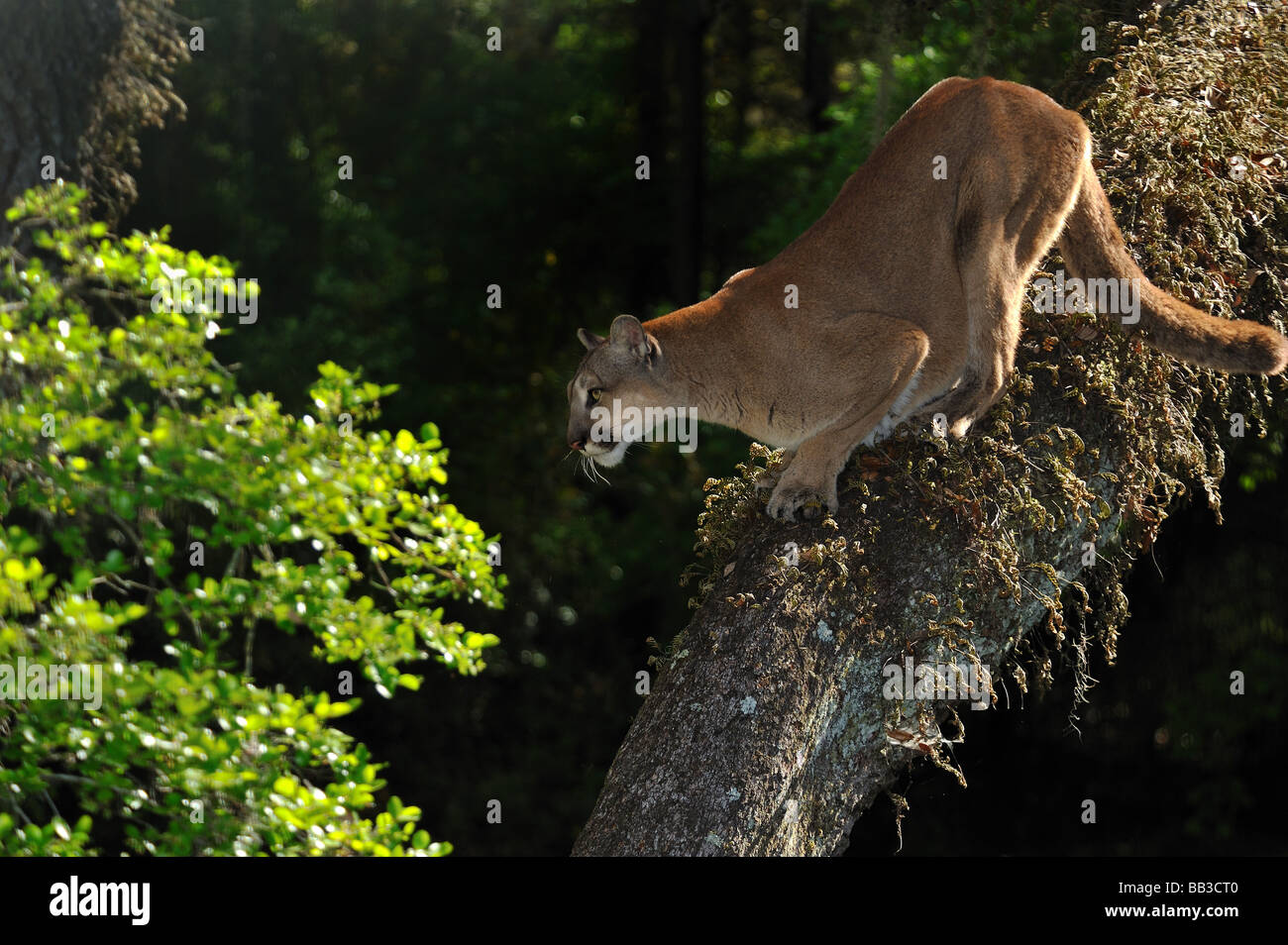 Florida panther Puma concolor coryi captif en Floride Banque D'Images