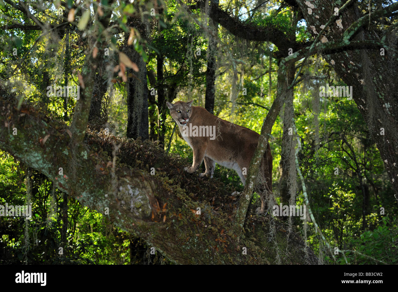 Florida panther Puma concolor coryi captif en Floride Banque D'Images