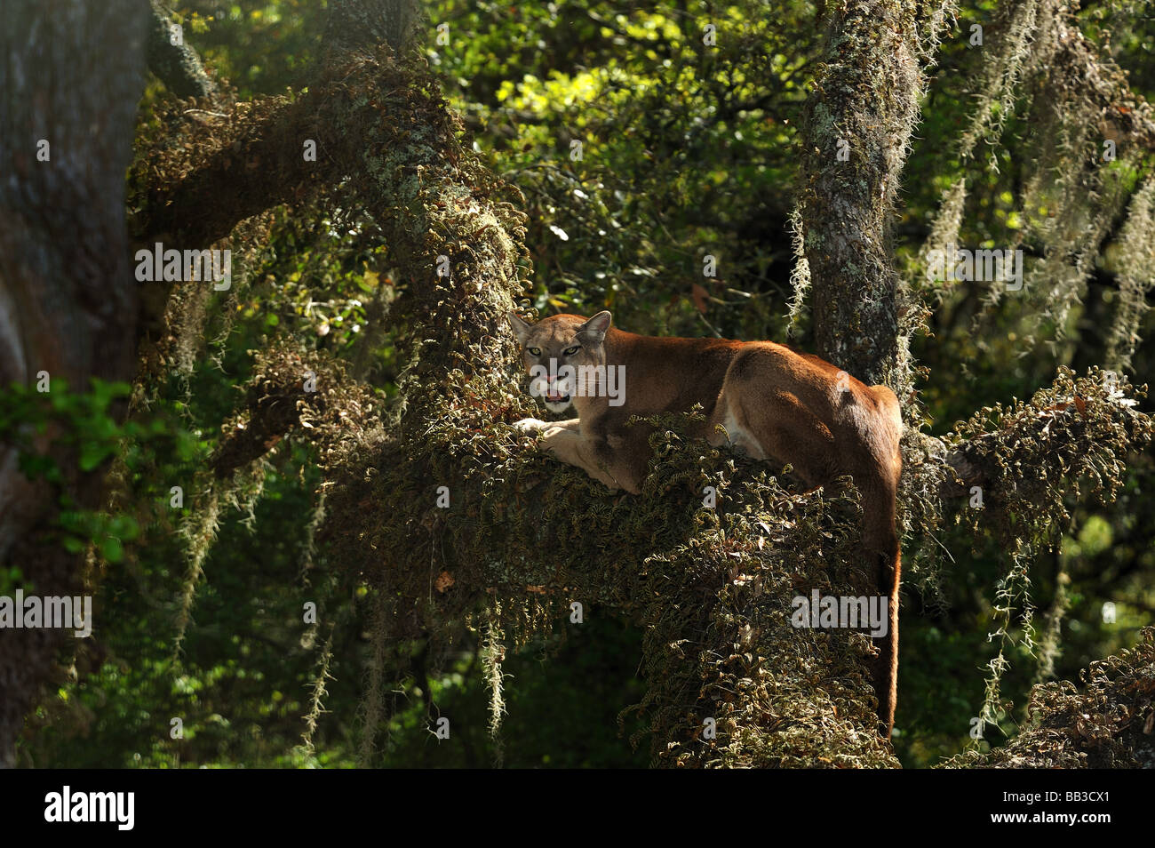 Florida panther Puma concolor coryi captif en Floride Banque D'Images