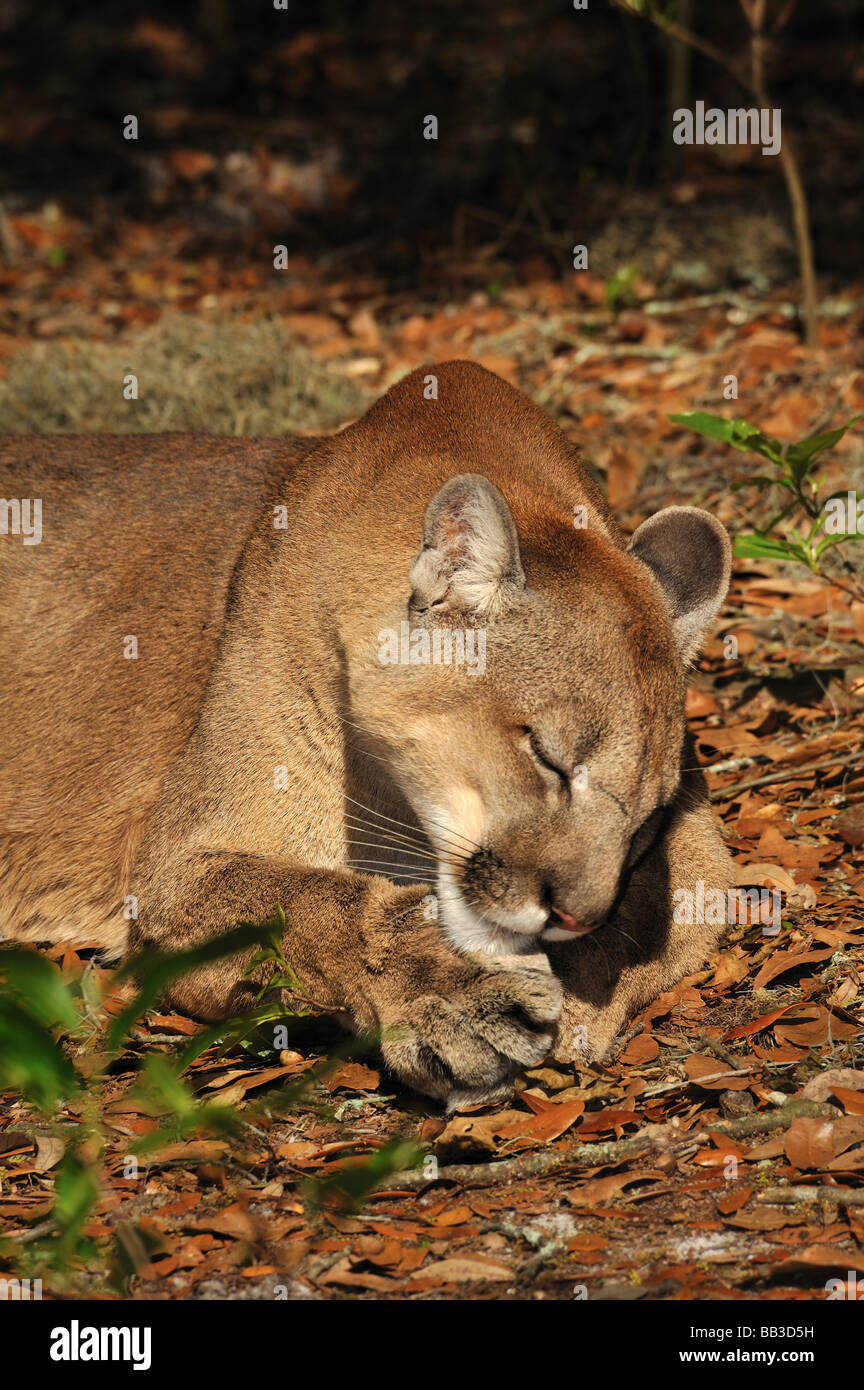 Florida panther Puma concolor coryi captif en Floride Banque D'Images