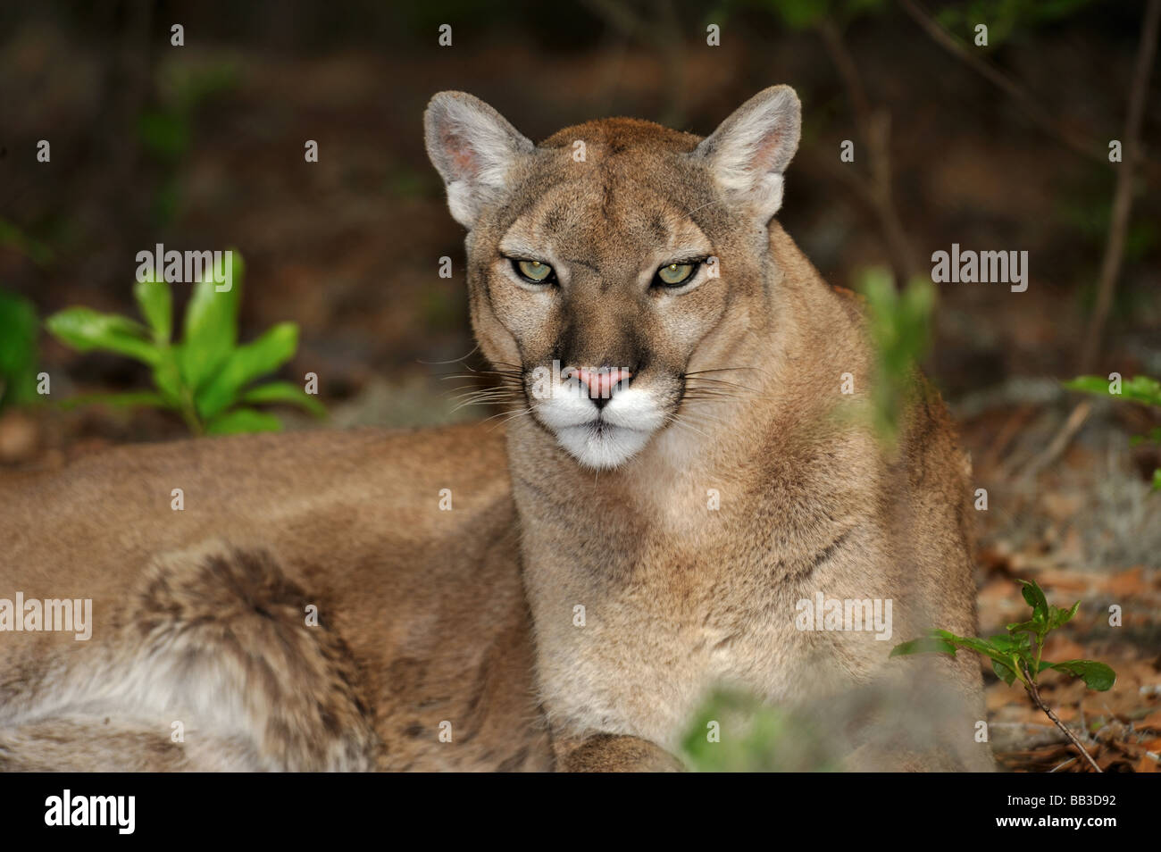 Florida panther Puma concolor coryi captif en Floride Banque D'Images