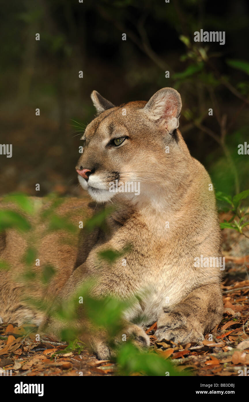 Florida panther Puma concolor coryi captif en Floride Banque D'Images