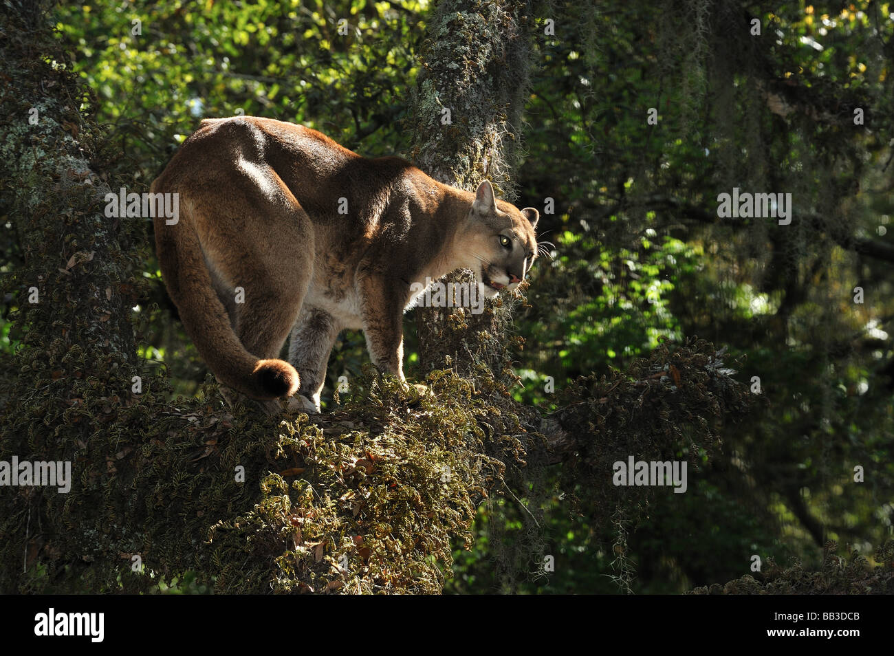 Florida panther Puma concolor coryi captif en Floride Banque D'Images