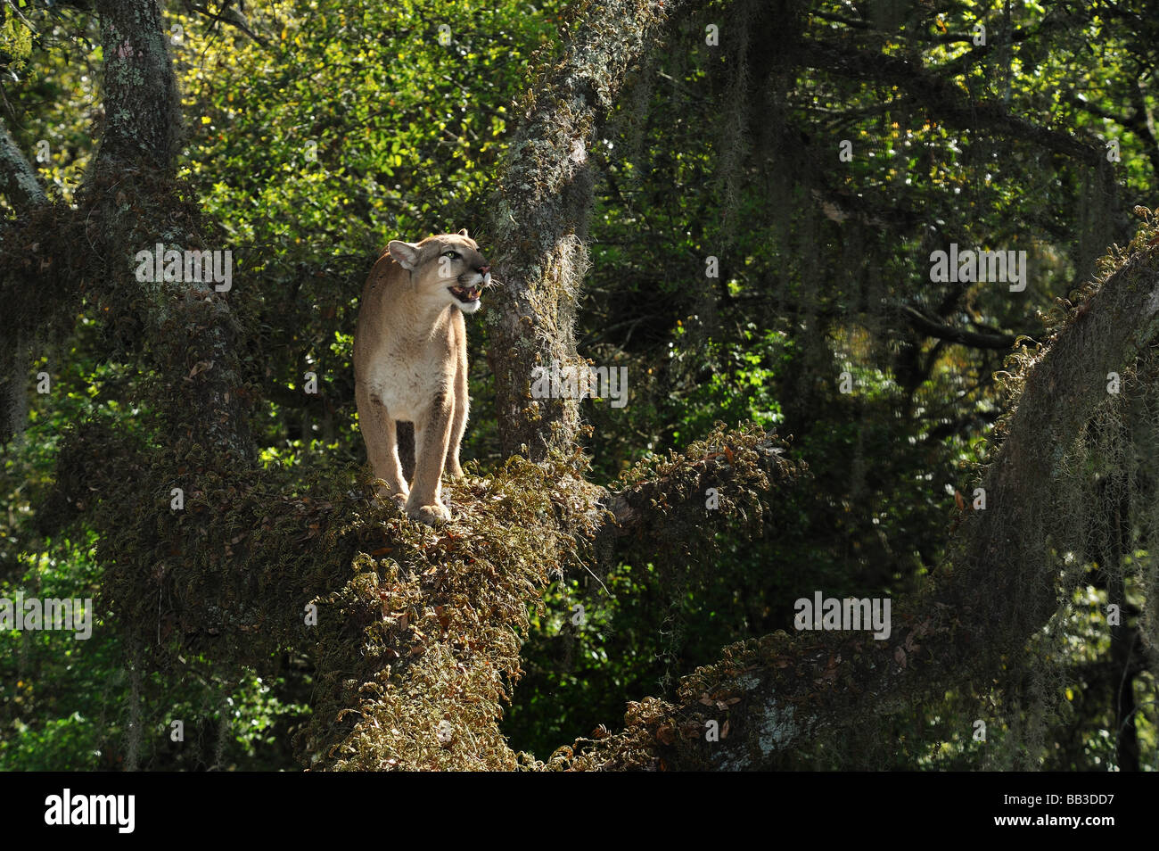 Florida panther Puma concolor coryi captif en Floride Banque D'Images