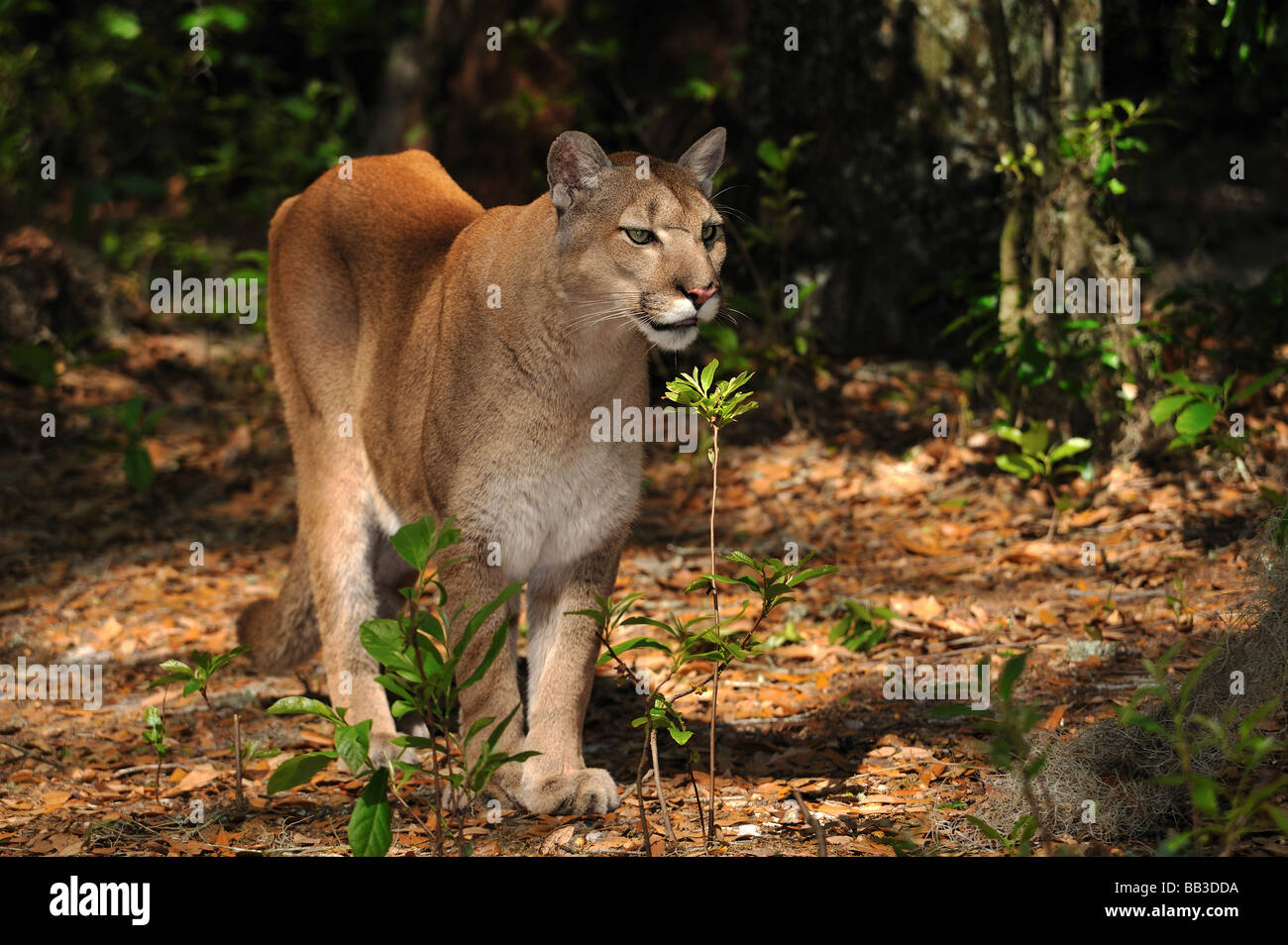 Florida panther Puma concolor coryi captif en Floride Banque D'Images