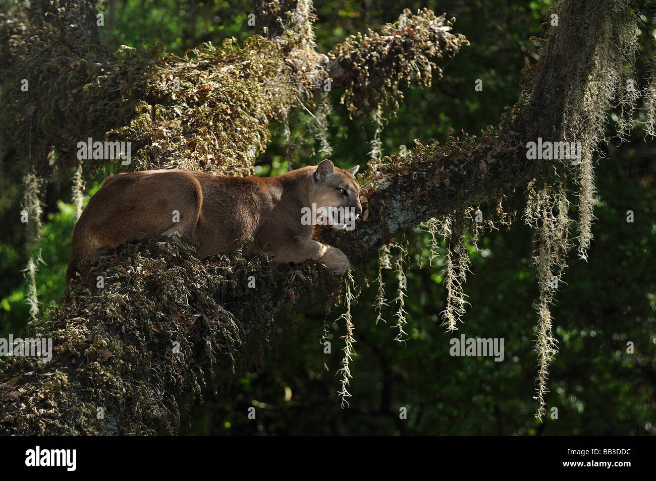 Florida panther Puma concolor coryi captif en Floride Banque D'Images