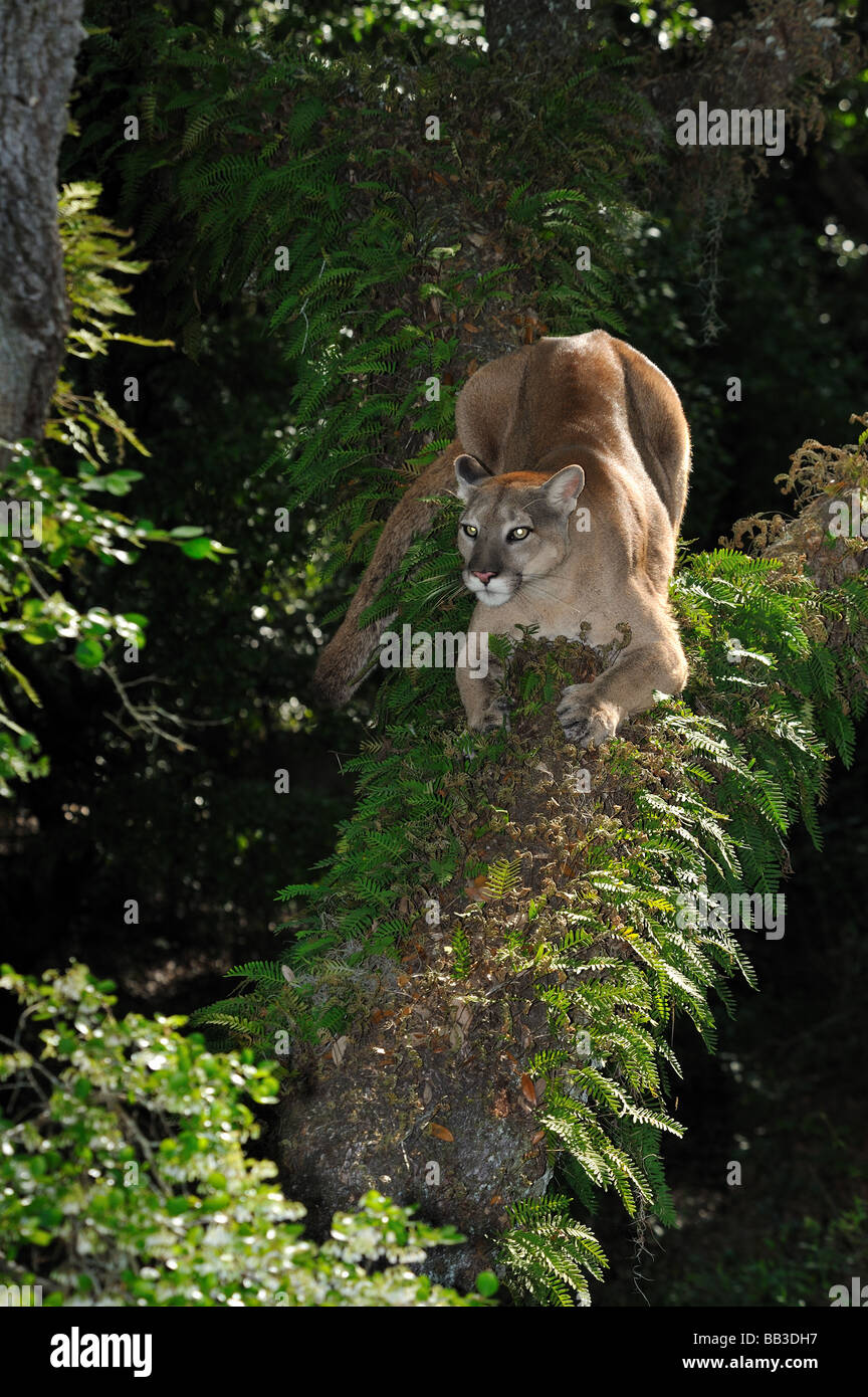 Florida panther Puma concolor coryi captif en Floride Banque D'Images
