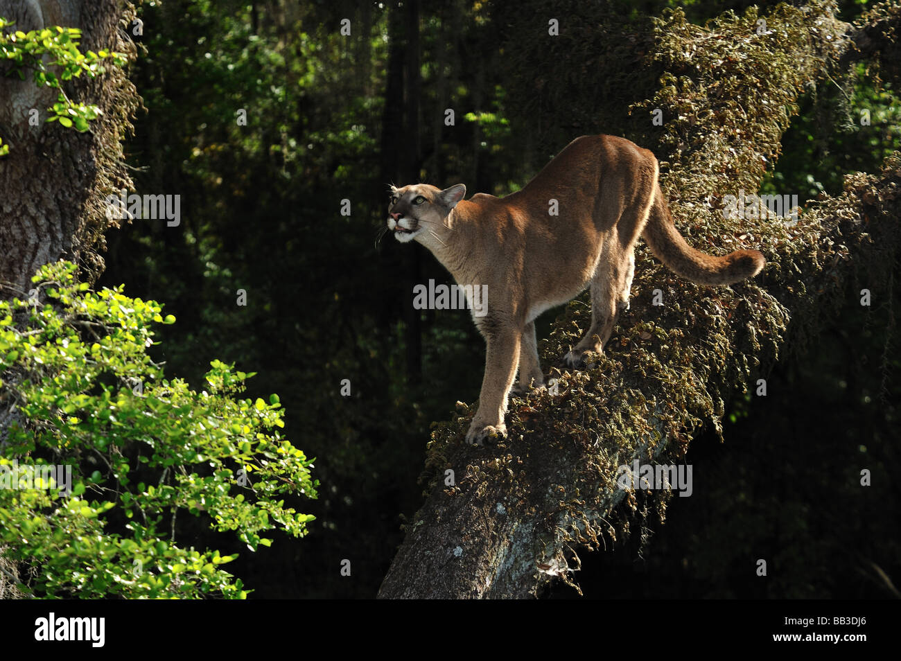 Florida panther Puma concolor coryi captif en Floride Banque D'Images