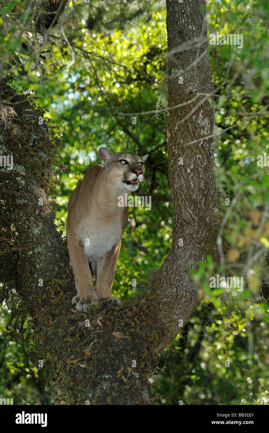 Florida panther Puma concolor coryi captif en Floride Banque D'Images