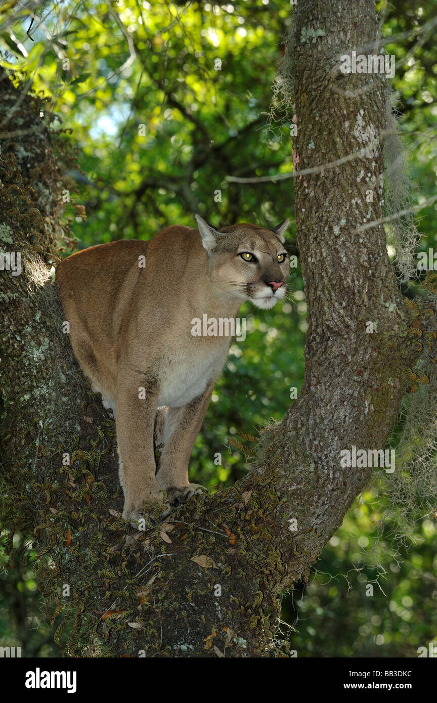 Florida panther Puma concolor coryi captif en Floride Banque D'Images