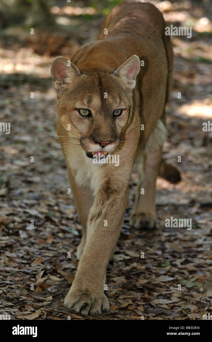 Florida panther Puma concolor coryi captif en Floride Banque D'Images