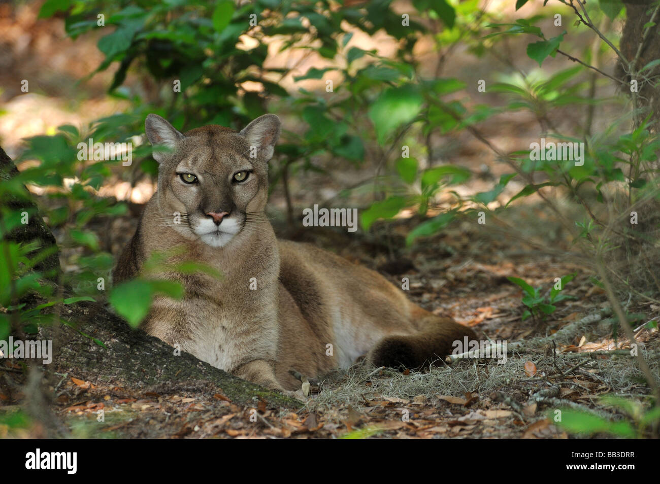 Florida panther Puma concolor coryi captif en Floride Banque D'Images