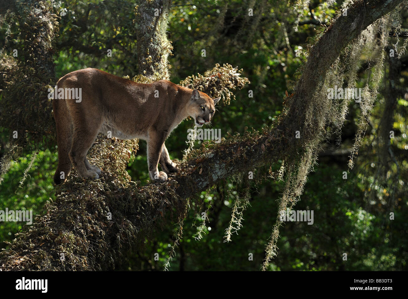 Florida panther Puma concolor coryi captif en Floride Banque D'Images