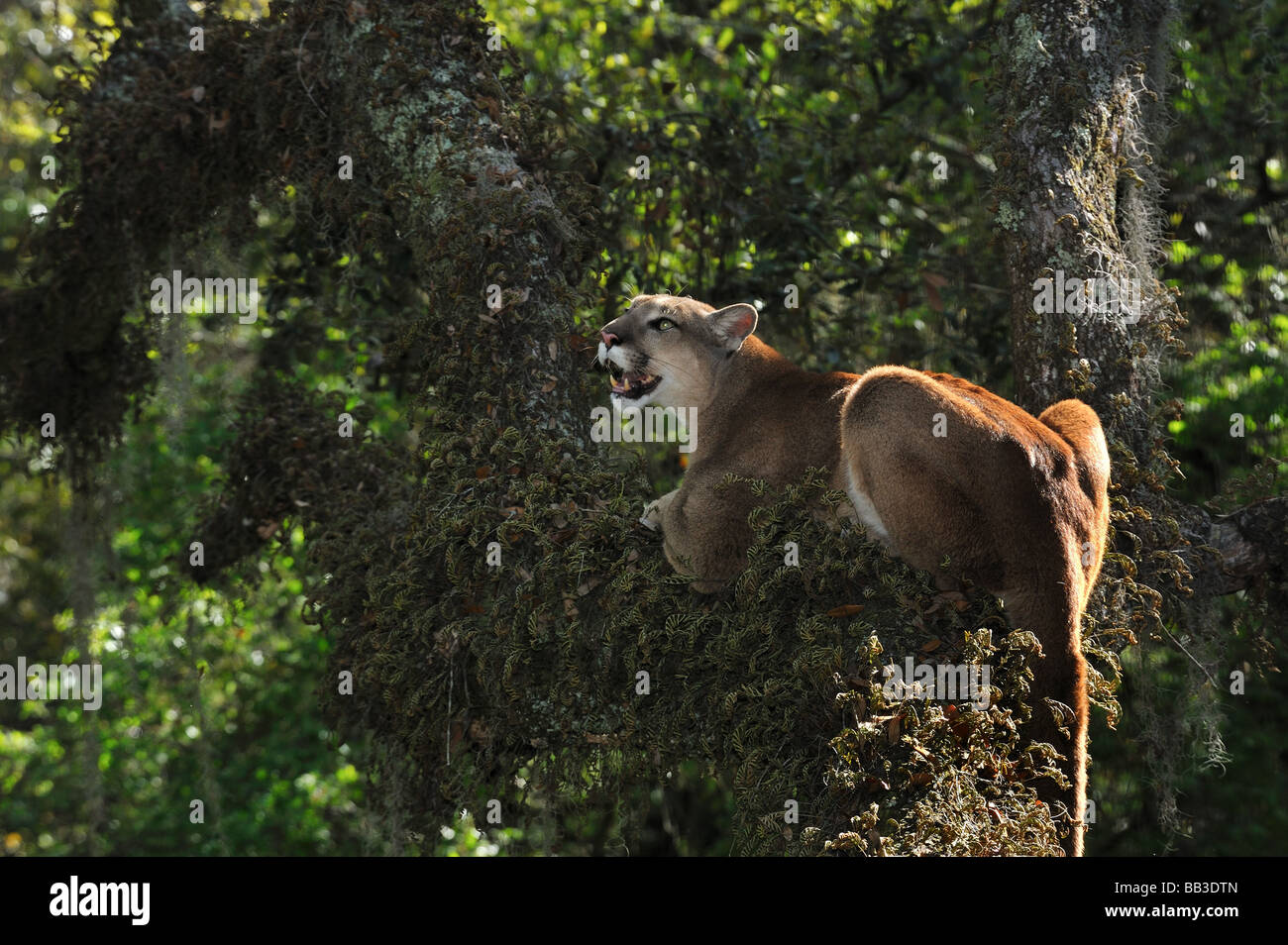 Florida panther Puma concolor coryi captif en Floride Banque D'Images