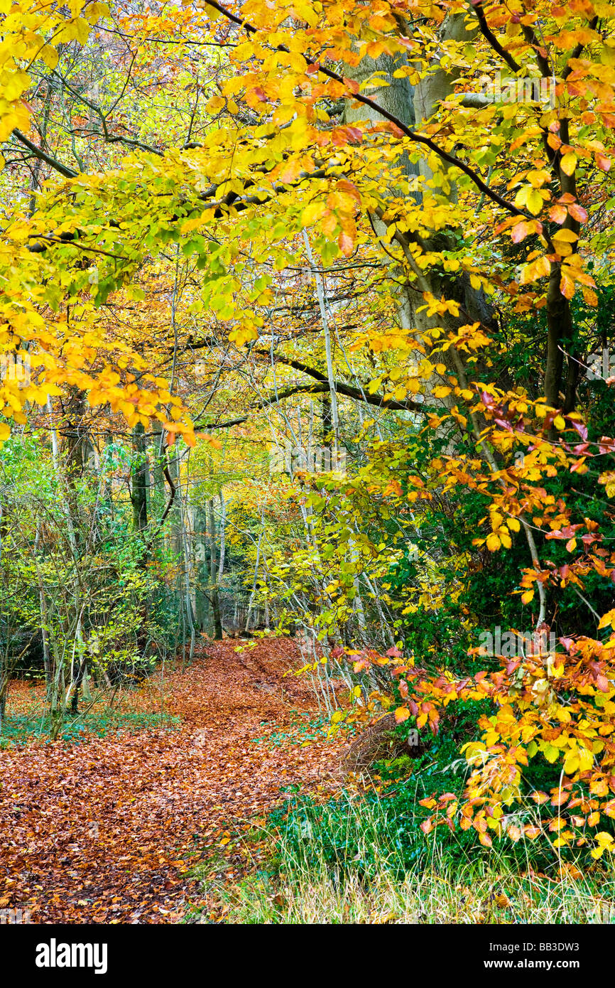 Chemin à travers l'automne de hêtres dans le Gloucestershire England UK Banque D'Images