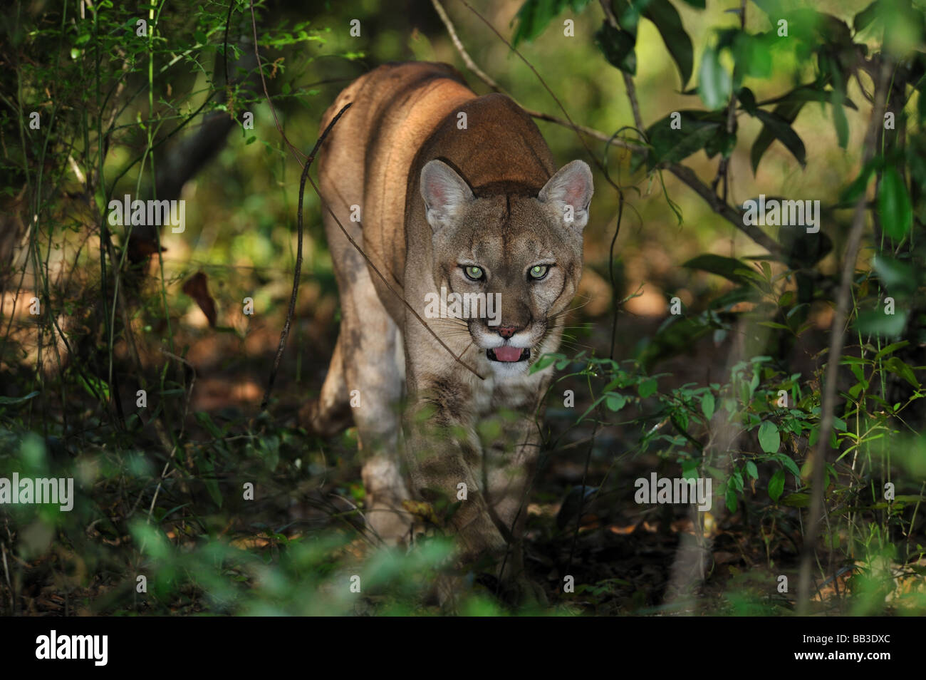 Florida panther Puma concolor coryi captif en Floride Banque D'Images