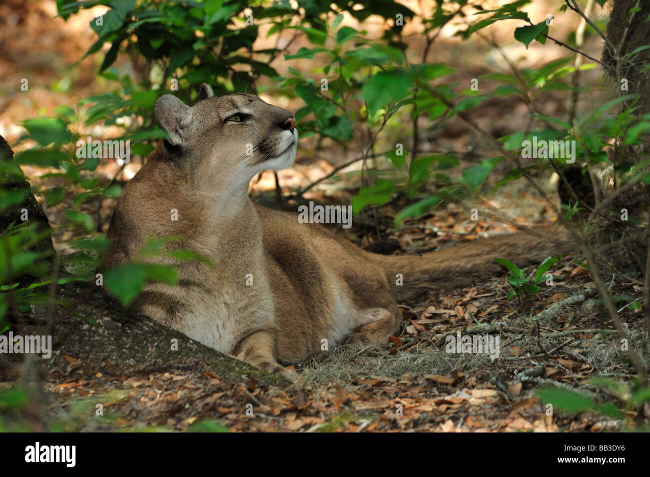 Florida panther Puma concolor coryi captif en Floride Banque D'Images