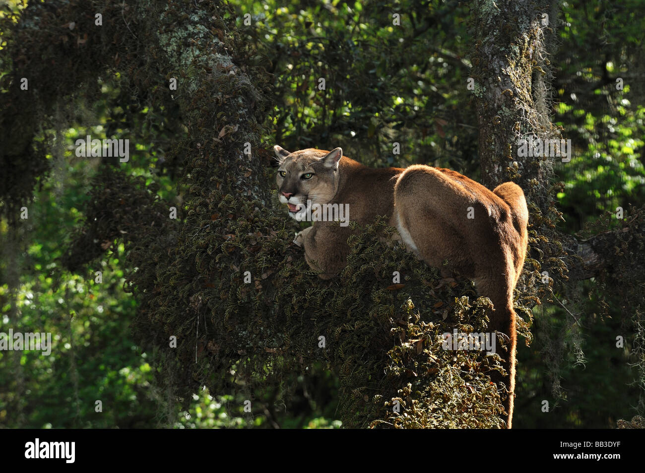 Florida panther Puma concolor coryi captif en Floride Banque D'Images