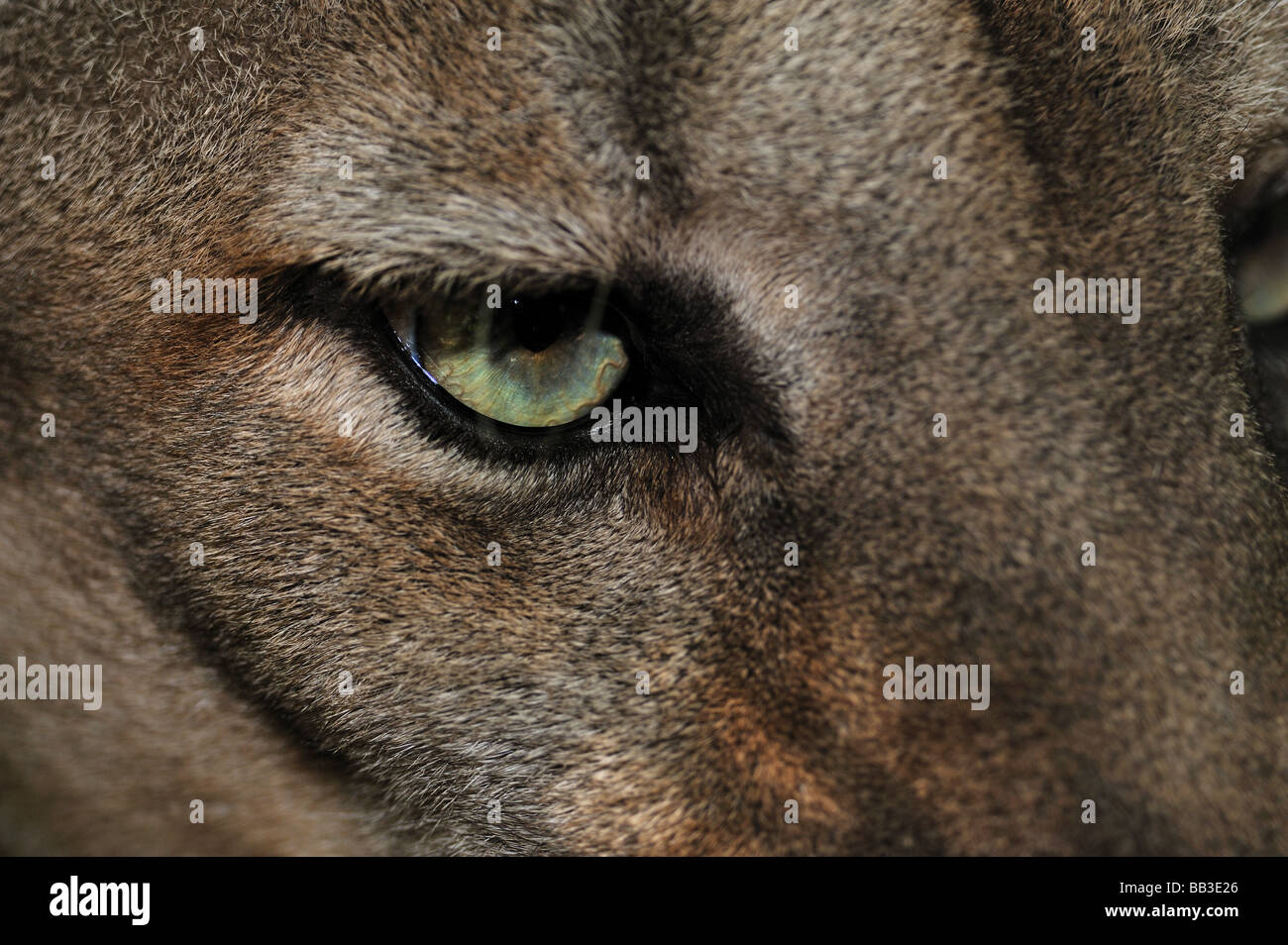 Florida panther Puma concolor coryi captif en Floride Banque D'Images