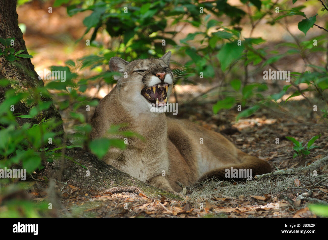 Florida panther Puma concolor coryi captif en Floride Banque D'Images