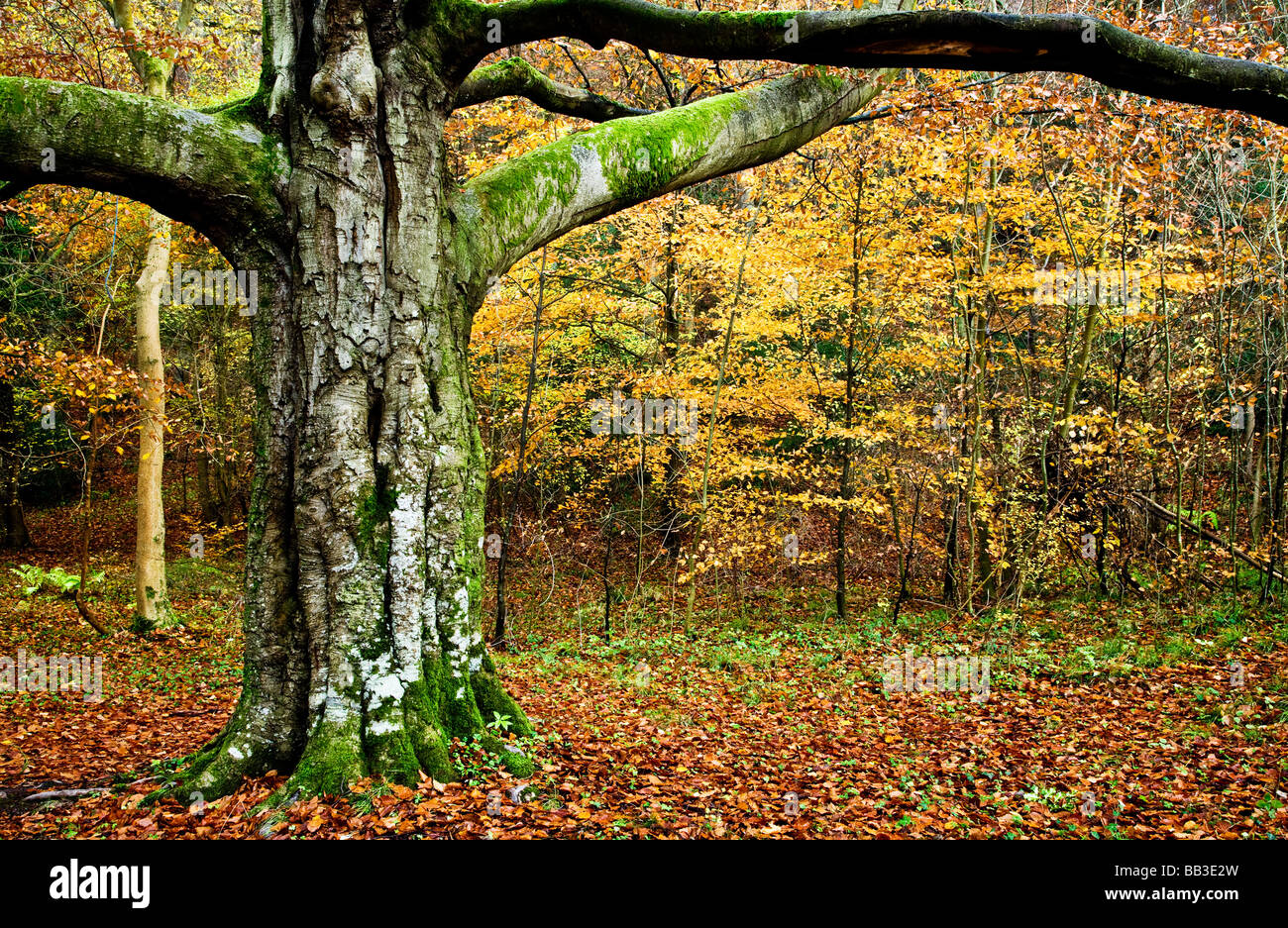 Tronc de l'arbre robuste en automne Woods dans le Gloucestershire England UK Banque D'Images