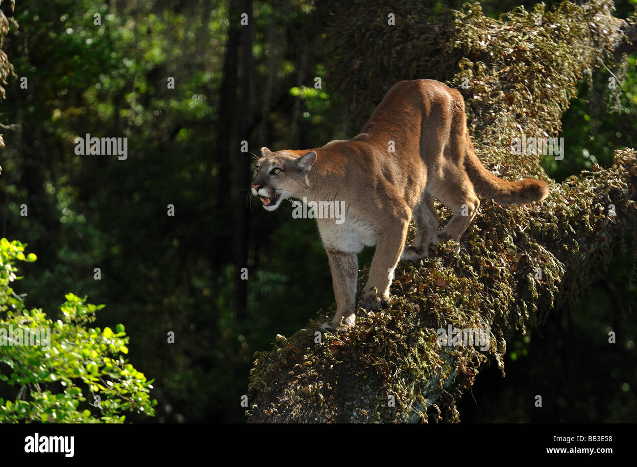 Florida panther Puma concolor coryi captif en Floride Banque D'Images