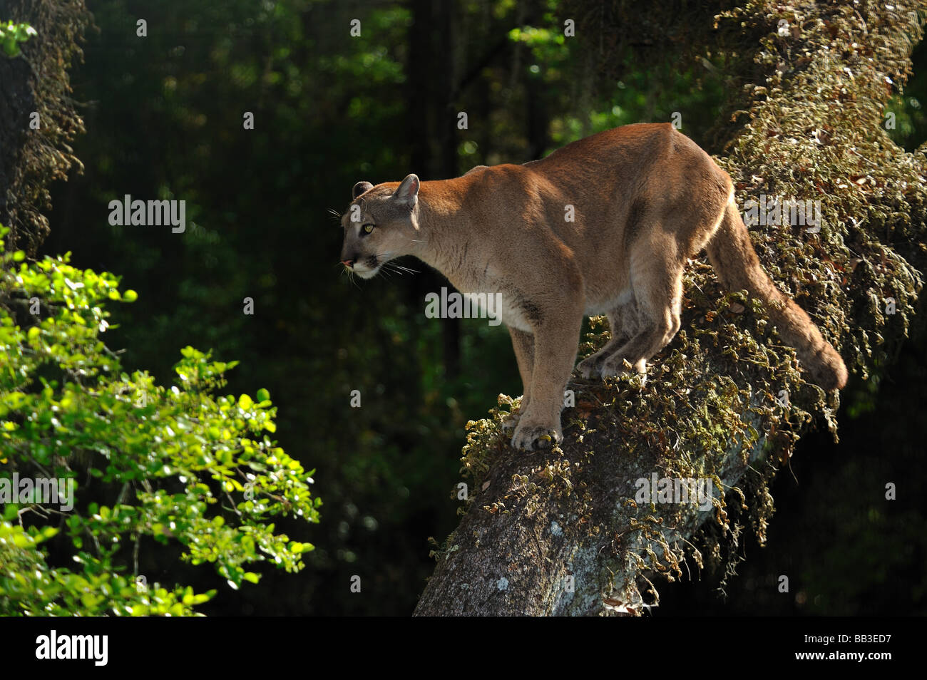 Florida panther Puma concolor coryi captif en Floride Banque D'Images