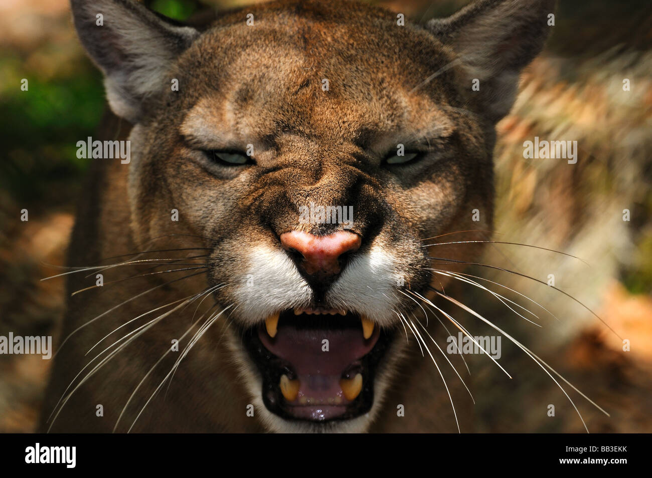 Florida panther Puma concolor coryi captif en Floride Banque D'Images