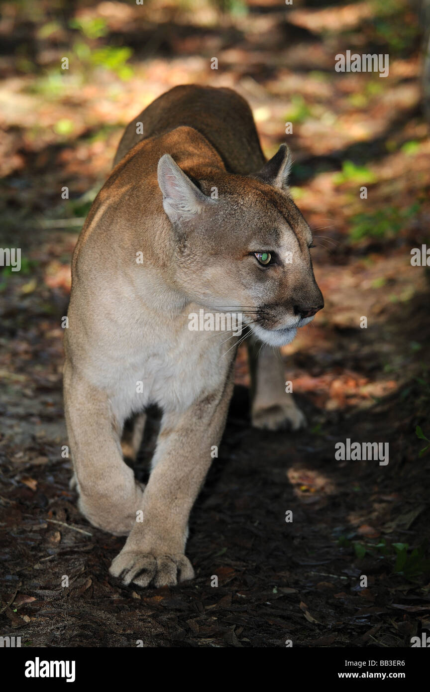Florida panther Puma concolor coryi captif en Floride Banque D'Images