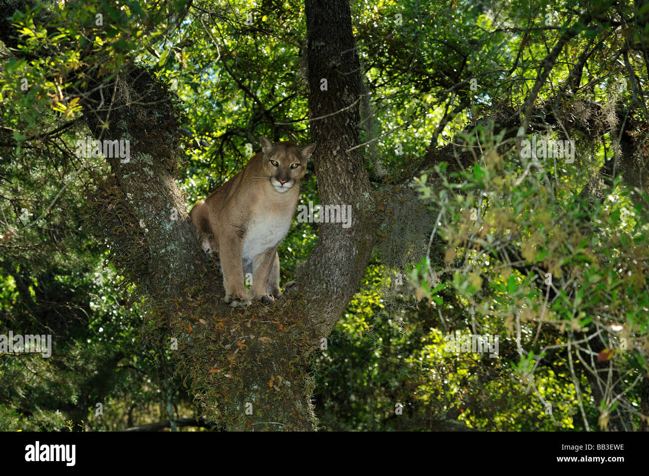 Florida panther Puma concolor coryi captif en Floride Banque D'Images