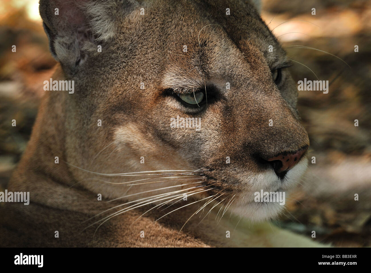 Florida panther Puma concolor coryi captif en Floride Banque D'Images