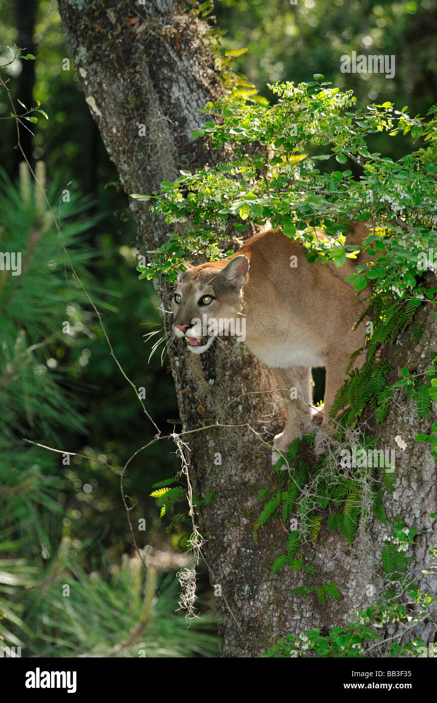 Florida panther Puma concolor coryi captif en Floride Banque D'Images