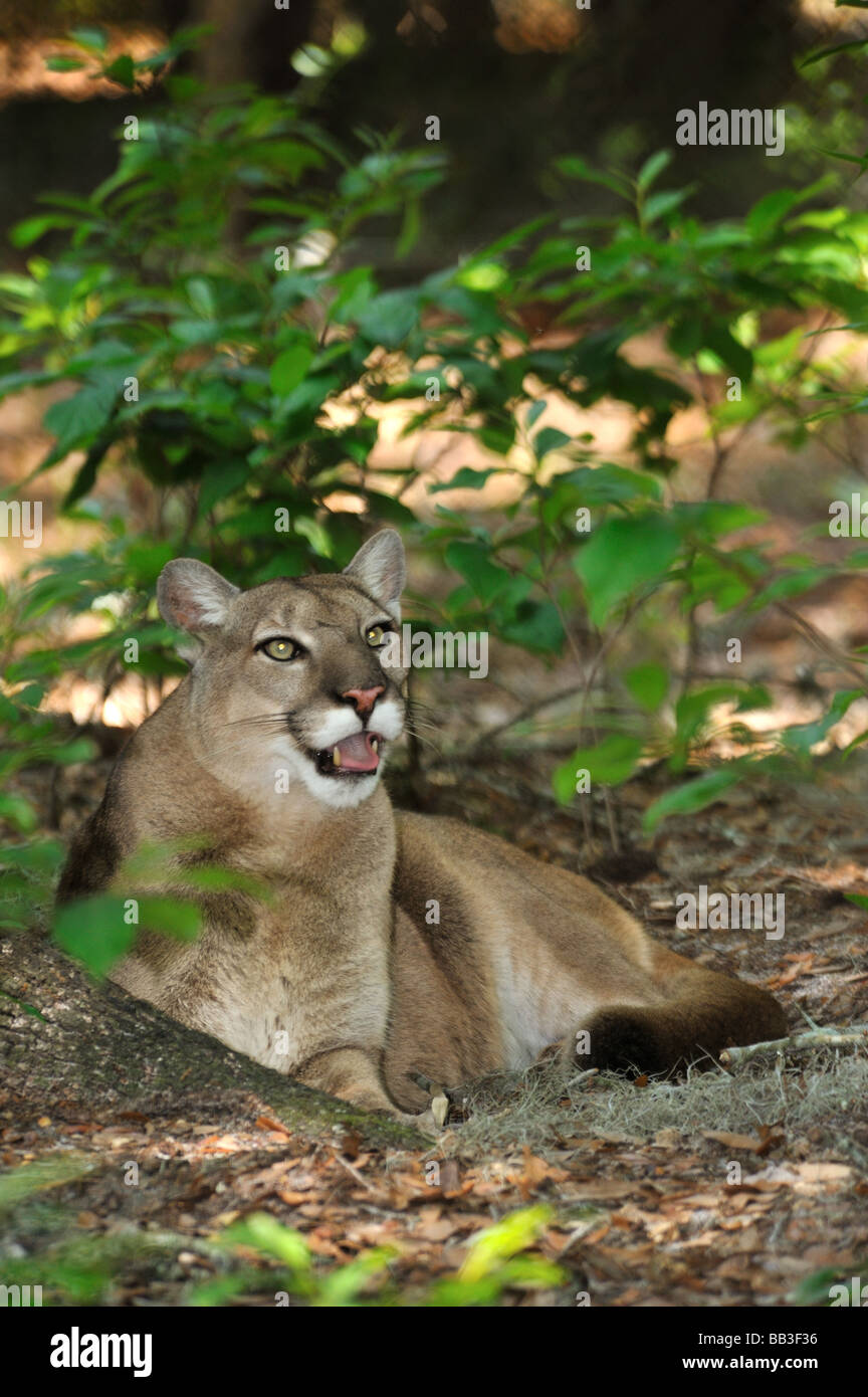 Florida panther Puma concolor coryi captif en Floride Banque D'Images
