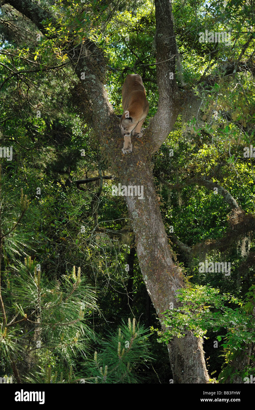 Florida panther Puma concolor coryi captif en Floride Banque D'Images