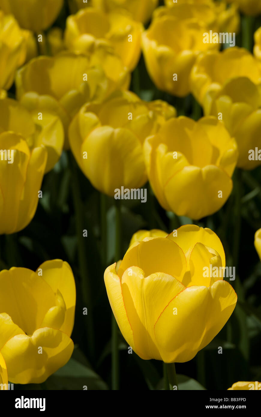 Tulipa 'Golden Parade' - Darwin hybride (div. 4) Banque D'Images