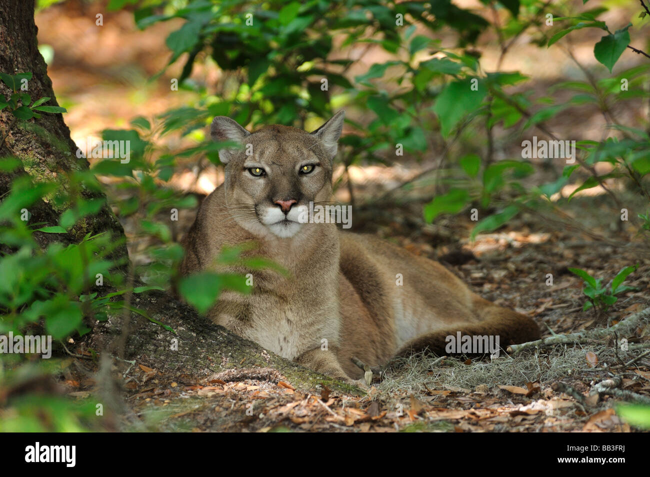 Florida panther Puma concolor coryi captif en Floride Banque D'Images