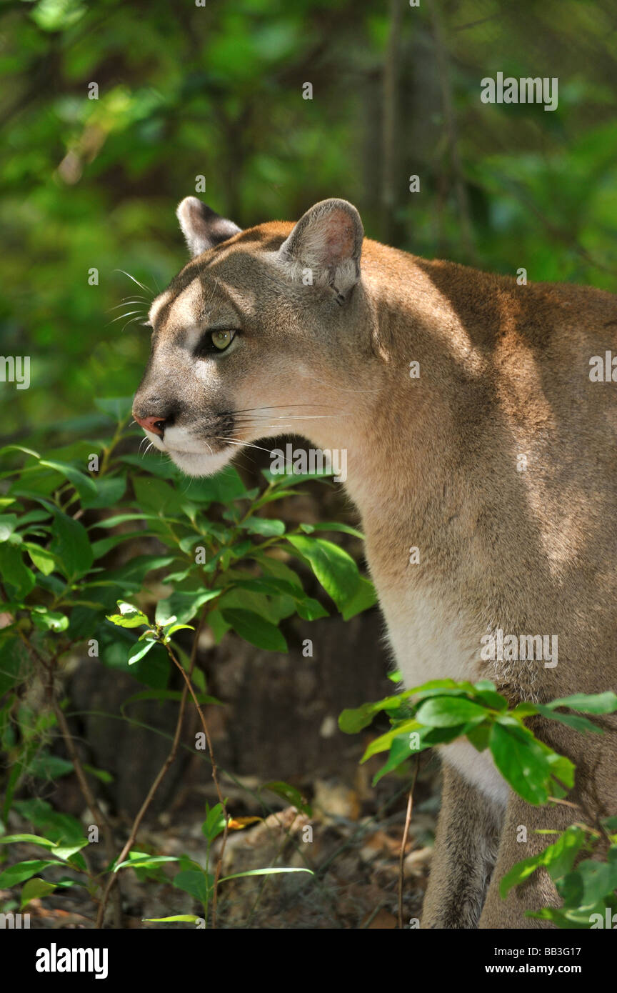 Florida panther Puma concolor coryi captif en Floride Banque D'Images