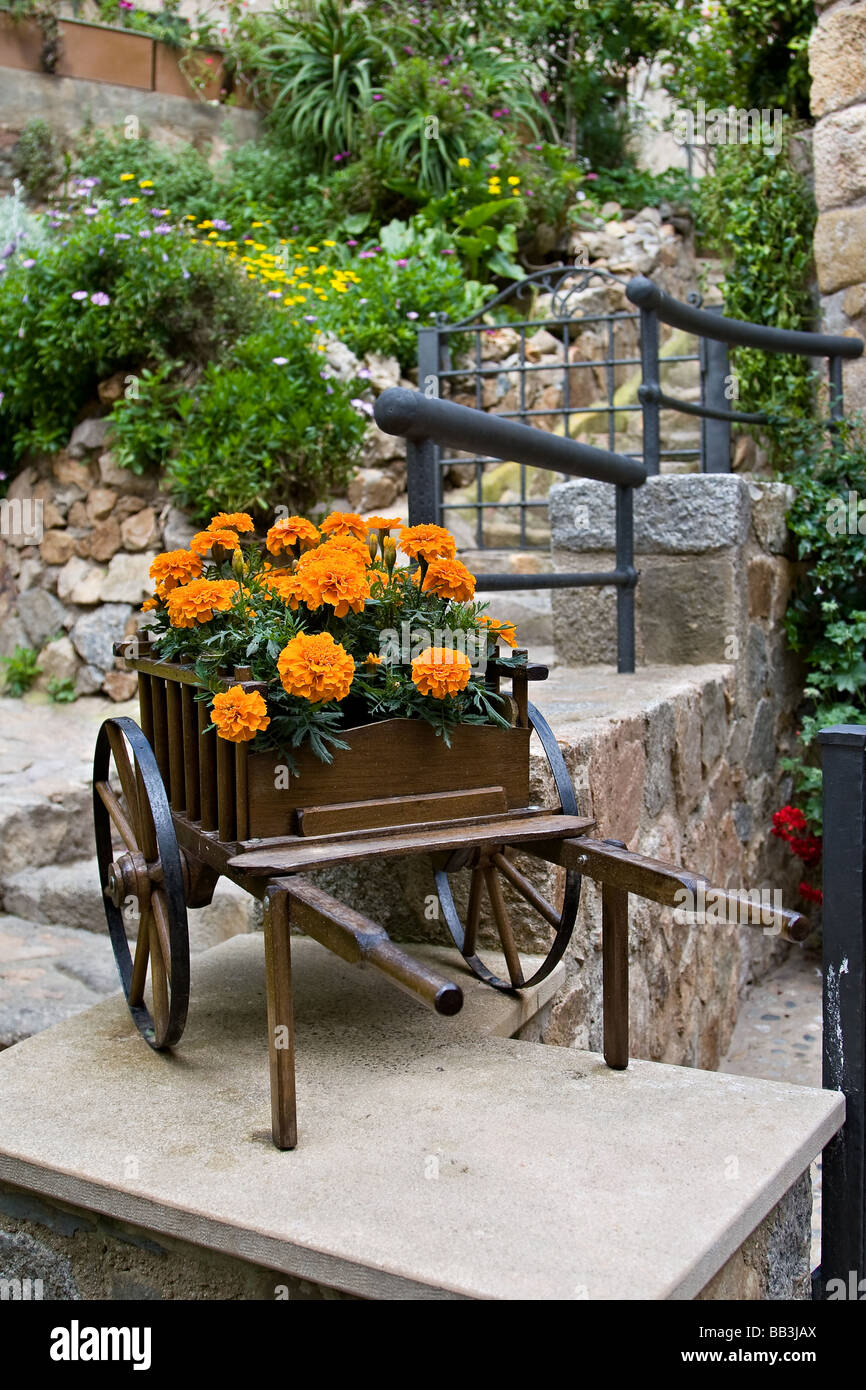 Une brouette pleine de fleurs orange à Tossa de Mar Banque D'Images