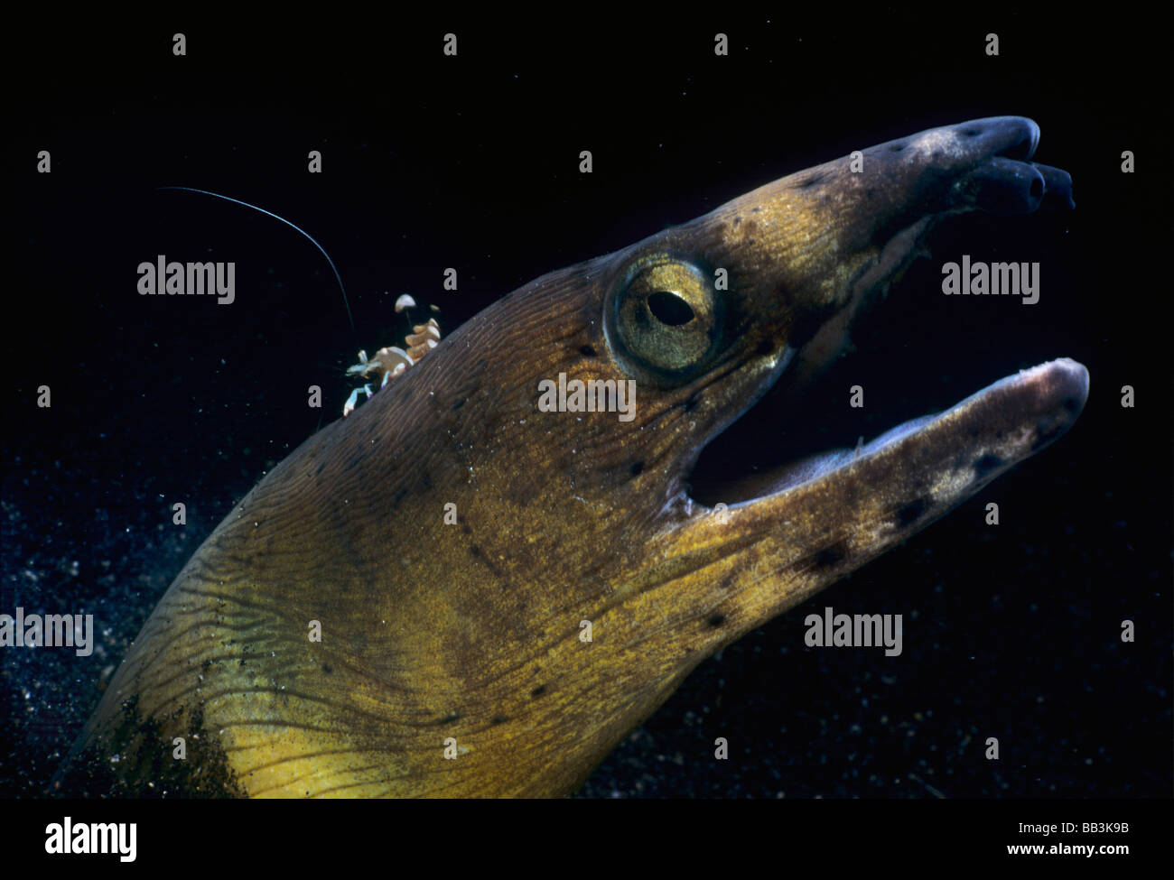 L'Anguille Serpent à ailettes noire Ophichthus melanochir avec Cleaner Shrimp Stenopodidae Banque D'Images